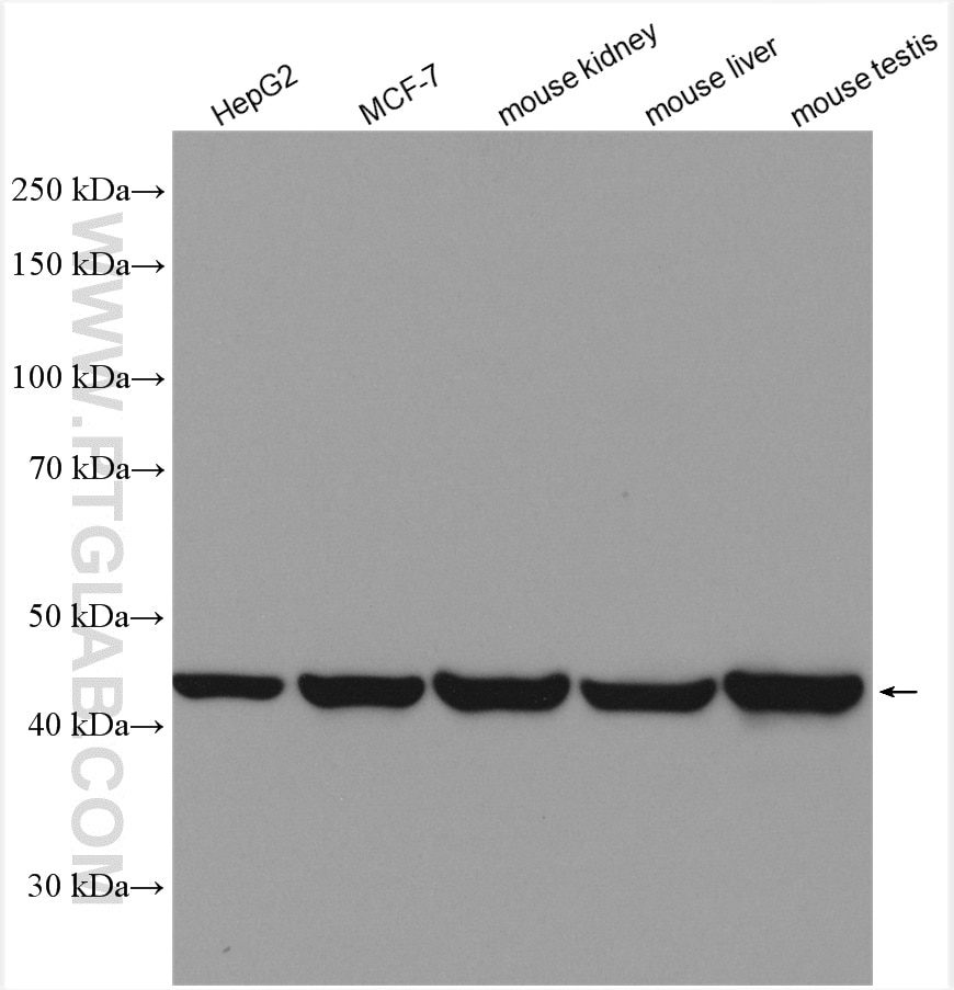 Western Blot (WB) analysis of various lysates using WWOX Polyclonal antibody (15299-1-AP)