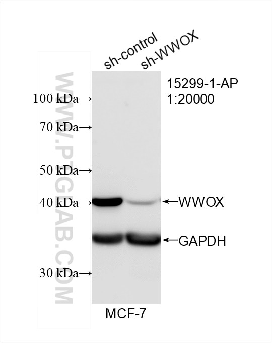 Western Blot (WB) analysis of MCF-7 cells using WWOX Polyclonal antibody (15299-1-AP)