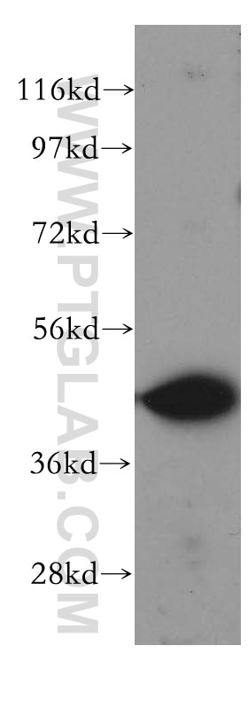 Western Blot (WB) analysis of mouse skeletal muscle tissue using WWOX Polyclonal antibody (15299-1-AP)