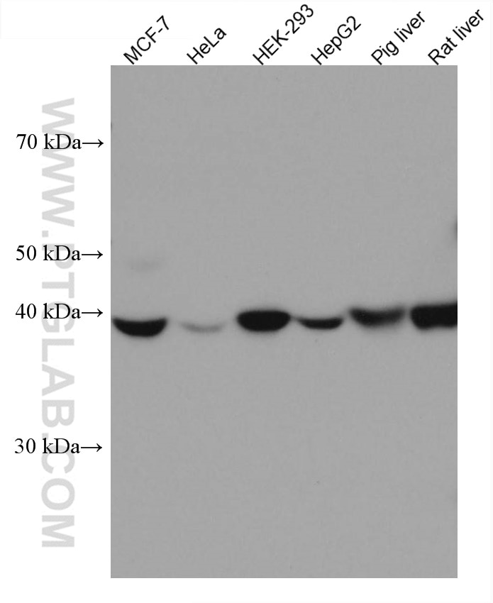 Western Blot (WB) analysis of various lysates using WWOX Monoclonal antibody (67725-1-Ig)