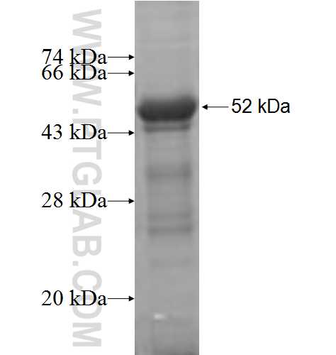 WWOX fusion protein Ag7555 SDS-PAGE