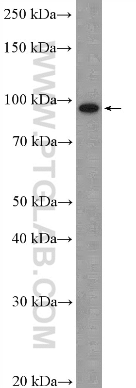 Western Blot (WB) analysis of MCF-7 cells using WWP1 Polyclonal antibody (13587-1-AP)