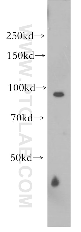 Western Blot (WB) analysis of PC-3 cells using WWP1 Polyclonal antibody (13587-1-AP)