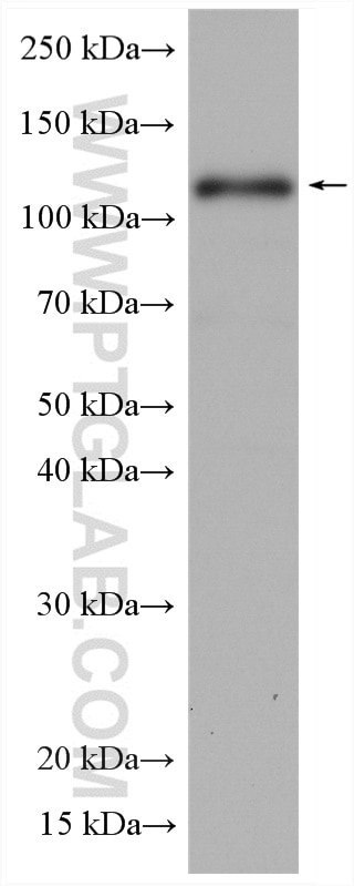 Western Blot (WB) analysis of HepG2 cells using WWP1 Polyclonal antibody (28689-1-AP)