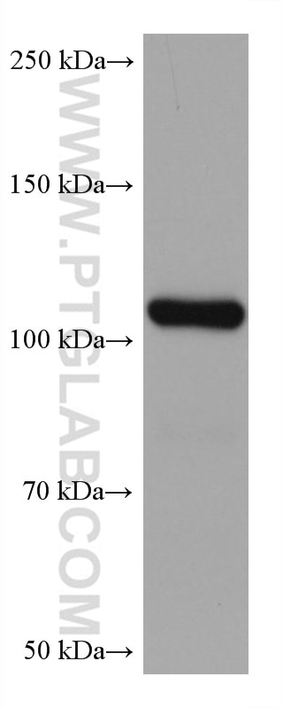 Western Blot (WB) analysis of HaCaT cells using WWP1 Monoclonal antibody (67804-1-Ig)