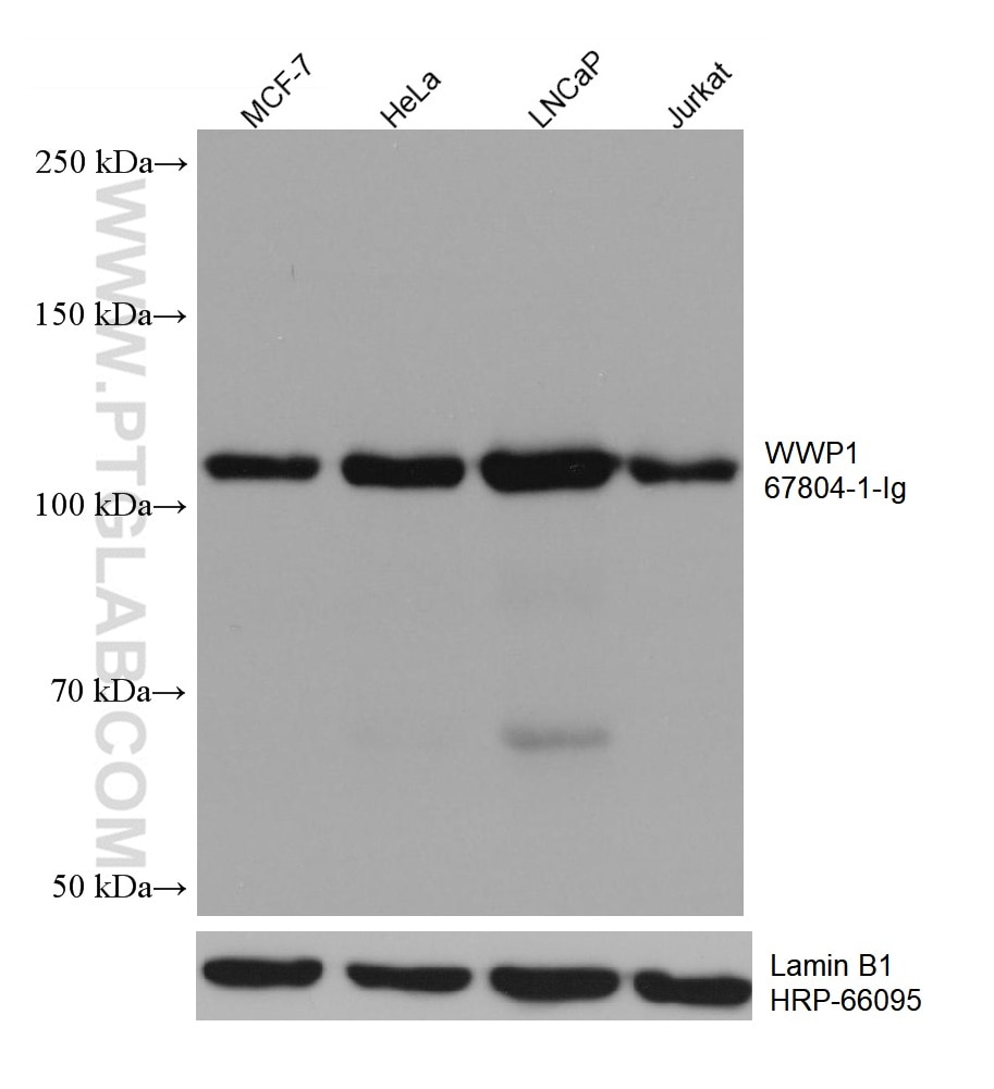 Western Blot (WB) analysis of various lysates using WWP1 Monoclonal antibody (67804-1-Ig)