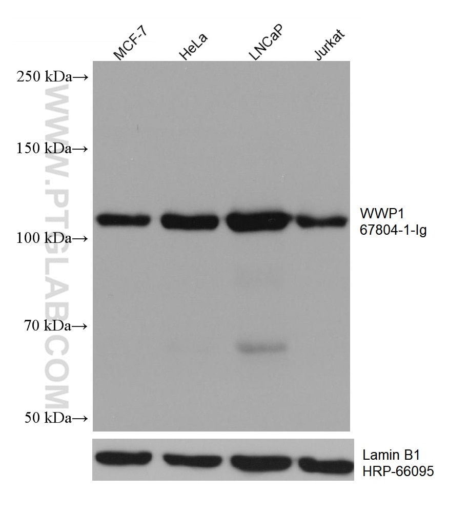 WB analysis using 67804-1-Ig