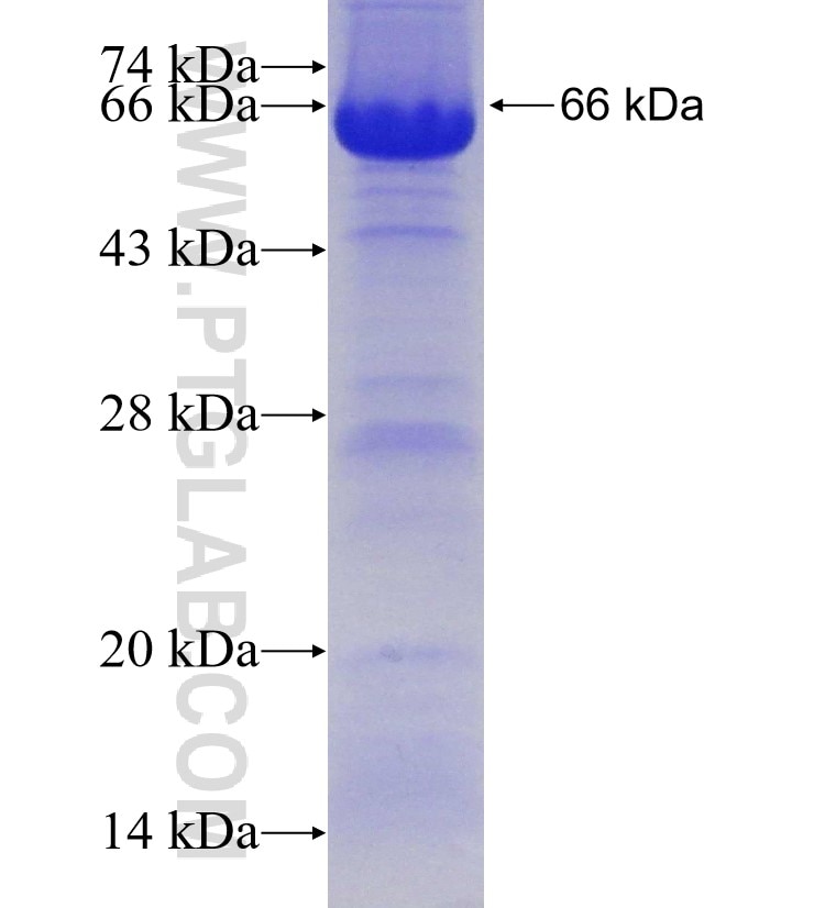 WWP1 fusion protein Ag30171 SDS-PAGE