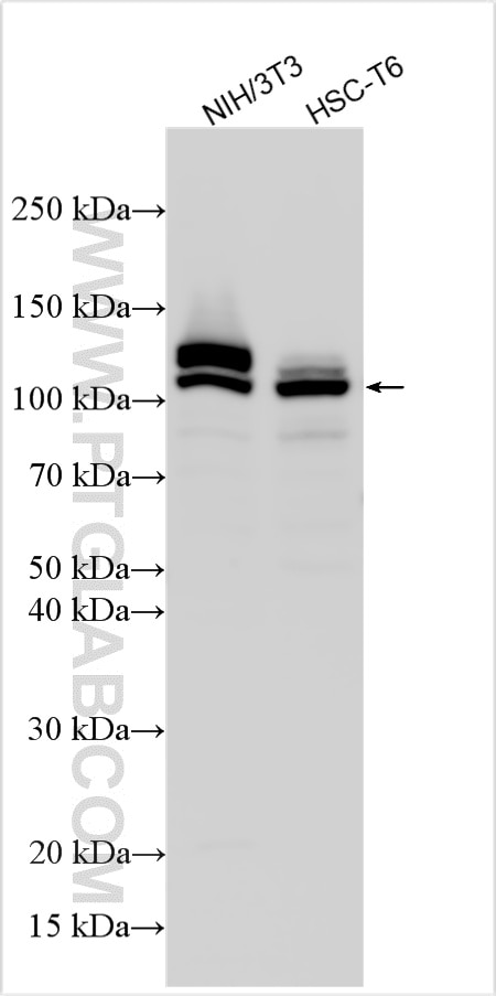 Western Blot (WB) analysis of various lysates using WWP2 Polyclonal antibody (12197-1-AP)