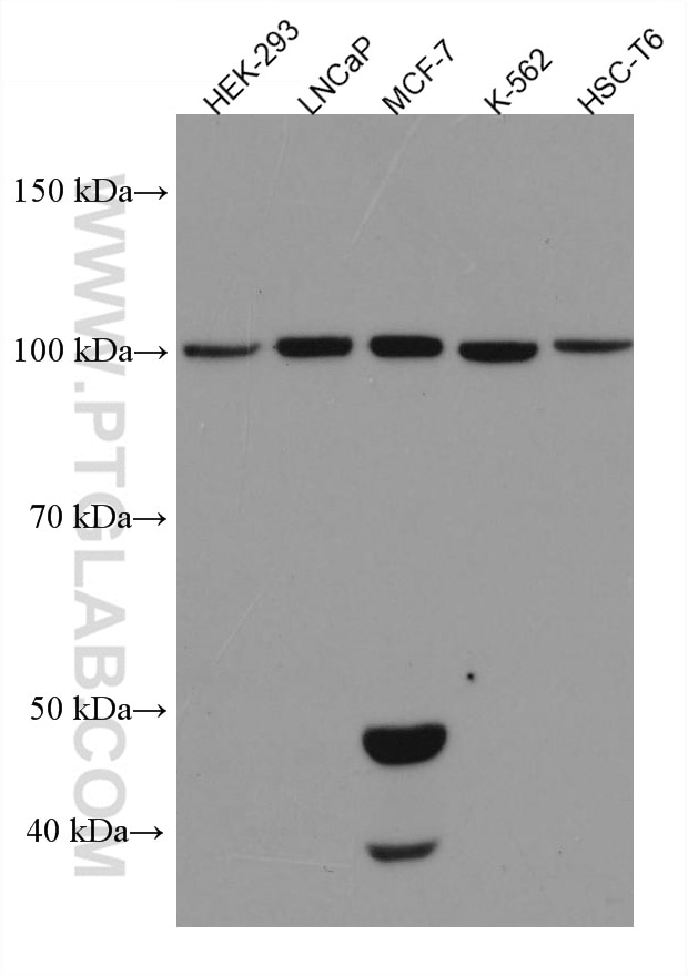 Western Blot (WB) analysis of various lysates using WWP2 Monoclonal antibody (67274-1-Ig)