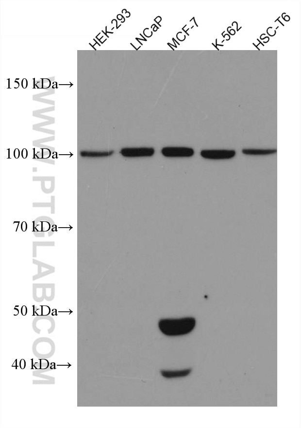 WB analysis using 67274-1-Ig