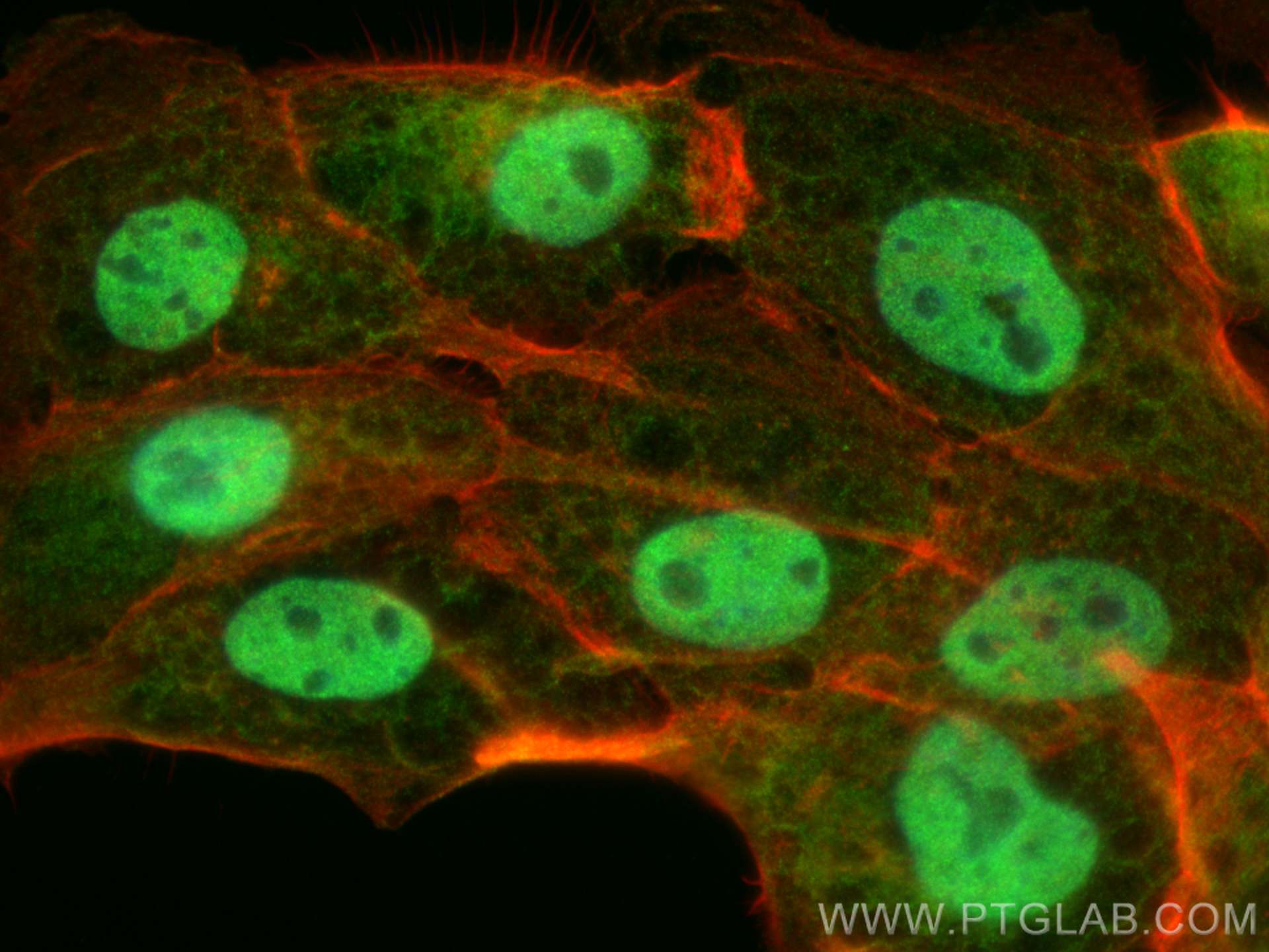 Immunofluorescence (IF) / fluorescent staining of U-251 cells using WWTR1/TAZ Polyclonal antibody (23306-1-AP)
