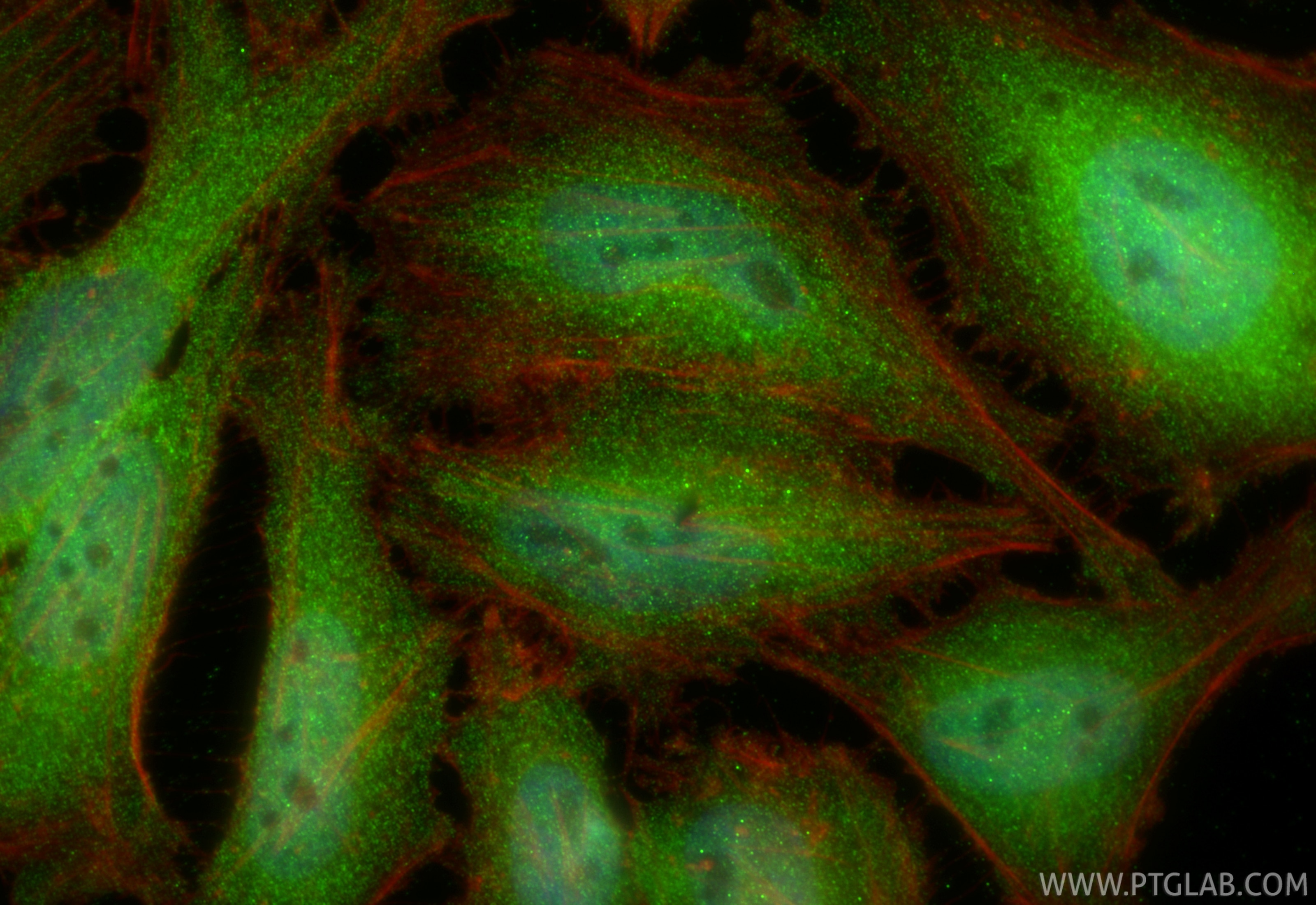Immunofluorescent analysis of (4% PFA) fixed HeLa cells using WWTR1/TAZ antibody (23306-1-AP) at dilution of 1:400 and CoraLite®488-Conjugated Goat Anti-Rabbit IgG(H+L) (SA00013-2), CL594-phalloidin (red). Immunofluorescence (IF) / fluorescent staining of HeLa cells using WWTR1/TAZ Polyclonal antibody (23306-1-AP)