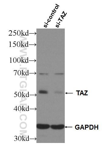 Western Blot (WB) analysis of HeLa cells using WWTR1 Polyclonal antibody (23306-1-AP)