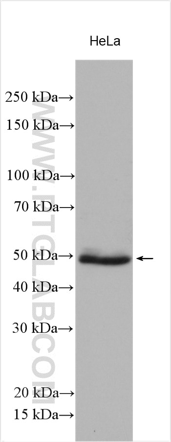 Western Blot (WB) analysis of various lysates using WWTR1 Polyclonal antibody (23306-1-AP)