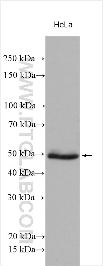 WB analysis using 23306-1-AP