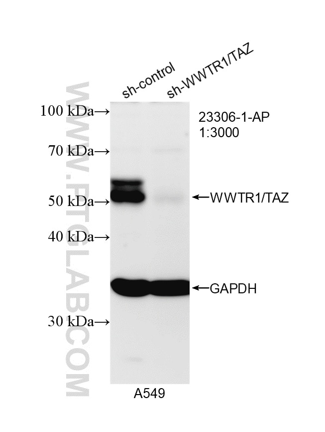 Western Blot (WB) analysis of A549 cells using WWTR1/TAZ Polyclonal antibody (23306-1-AP)