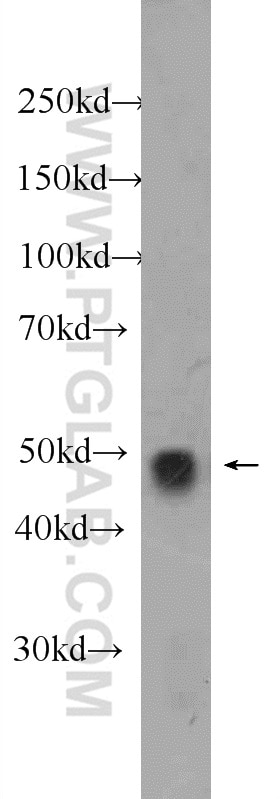 Western Blot (WB) analysis of MDA-MB-453s cells using WWTR1 Polyclonal antibody (23306-1-AP)