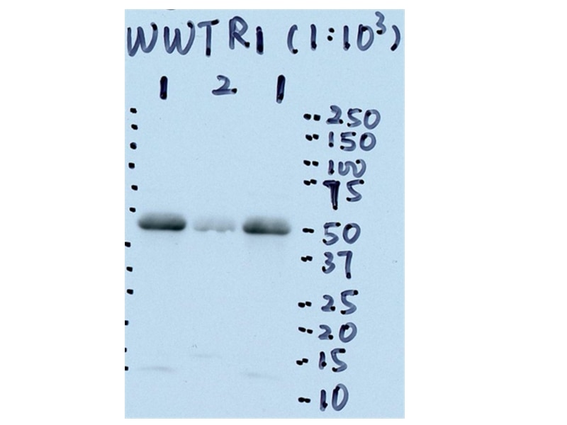 Western Blot (WB) analysis of LN229 cells using WWTR1 Polyclonal antibody (23306-1-AP)