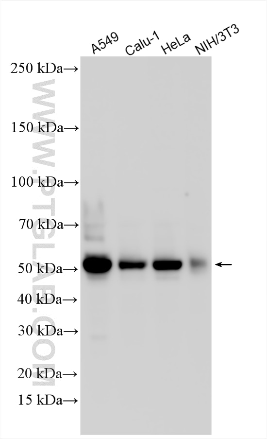 WB analysis using 23306-1-AP Western Blot (WB) analysis of various lysates using WWTR1/TAZ Polyclonal antibody (23306-1-AP)