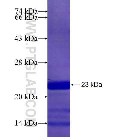 WWTR1,TAZ fusion protein Ag26810 SDS-PAGE