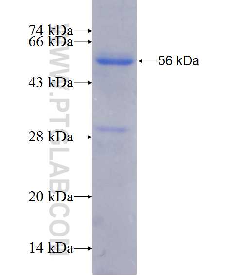 WWTR1,TAZ fusion protein Ag13330 SDS-PAGE