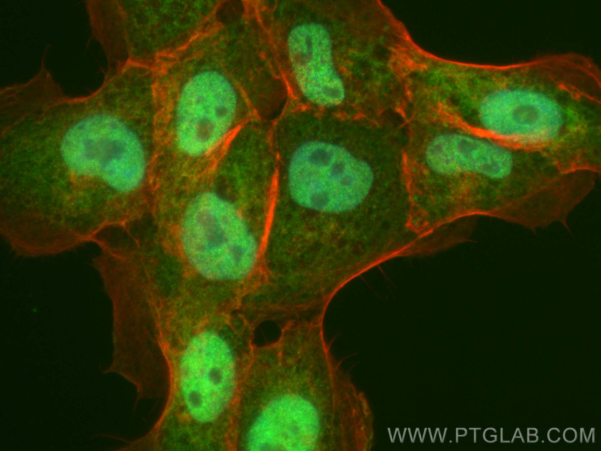 Immunofluorescence (IF) / fluorescent staining of U-251 cells using CoraLite® Plus 488-conjugated WWTR1 Polyclonal ant (CL488-23306)