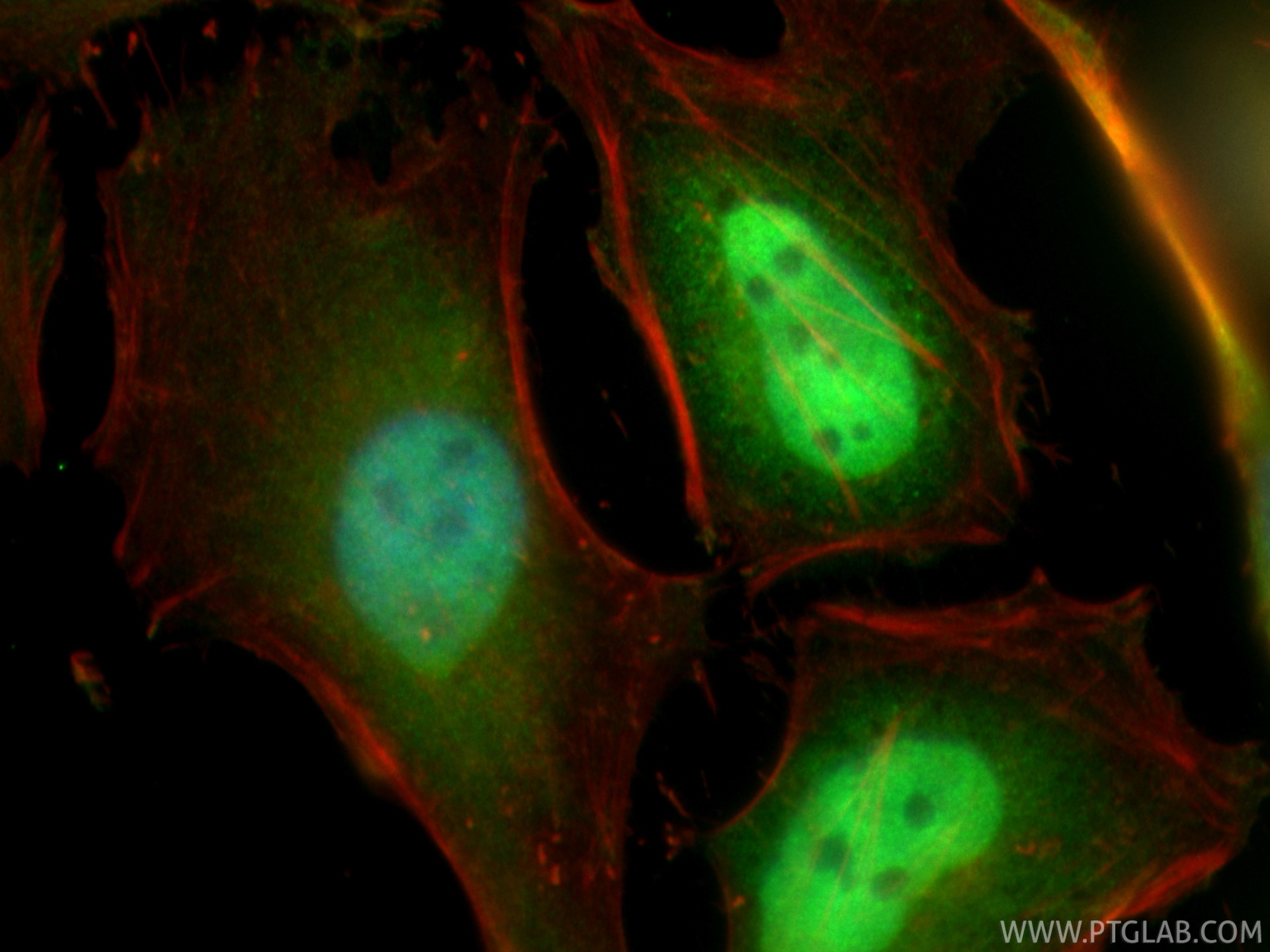 Immunofluorescence (IF) / fluorescent staining of HeLa cells using CoraLite® Plus 488-conjugated WWTR1/TAZ Polyclonal (CL488-23306)