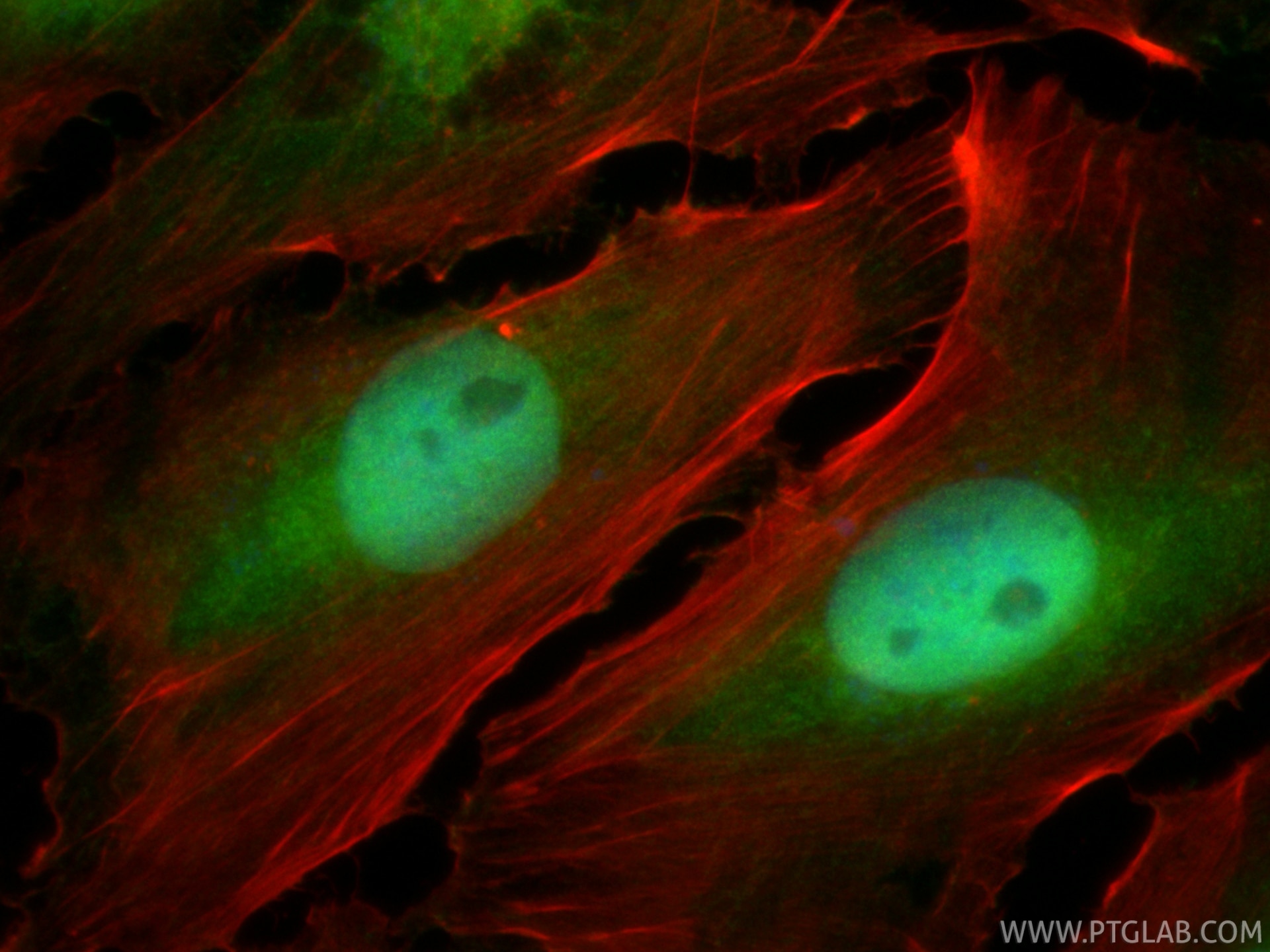 Immunofluorescence (IF) / fluorescent staining of U-251 cells using CoraLite® Plus 488-conjugated WWTR1/TAZ Polyclonal (CL488-23306)