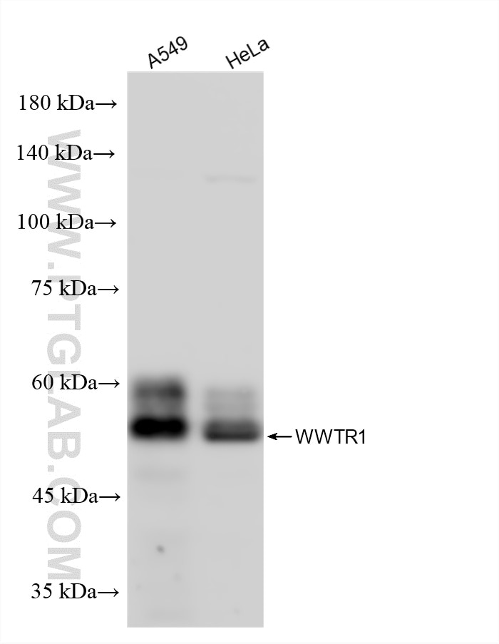 WB analysis using 85245-5-RR Western Blot (WB) analysis of various lysates using WWTR1/TAZ Recombinant monoclonal antibody (85245-5-RR)