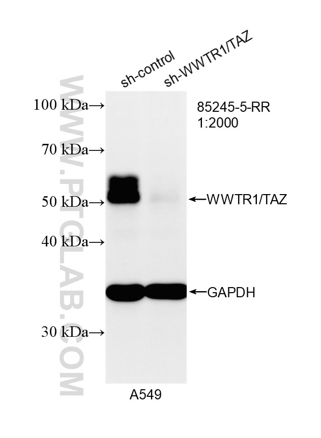WB analysis of A549 using 85245-5-RR Western Blot (WB) analysis of A549 cells using WWTR1/TAZ Recombinant monoclonal antibody (85245-5-RR)