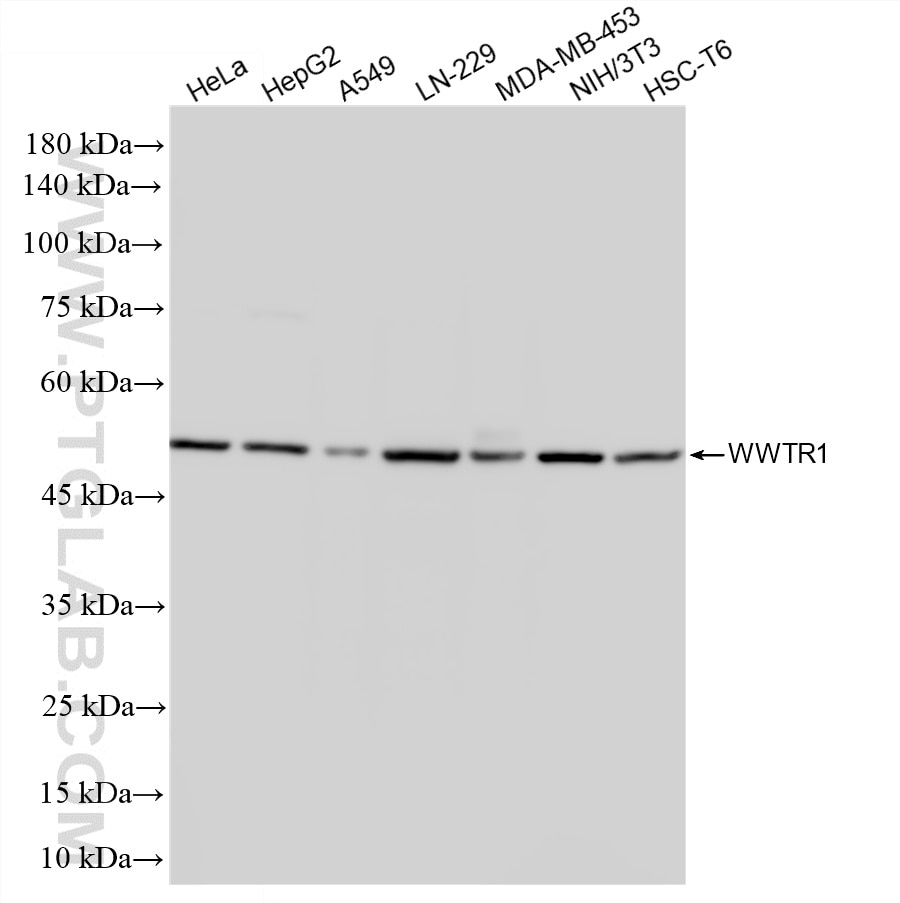 WB analysis using 85245-6-RR Western Blot (WB) analysis of various lysates using WWTR1/TAZ Recombinant monoclonal antibody (85245-6-RR)