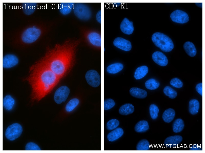 Immunofluorescence (IF) / fluorescent staining of Transfected CHO using Anti-Whitlow/218 Linker Rabbit Recombinant Antibod (98672-3-RR)