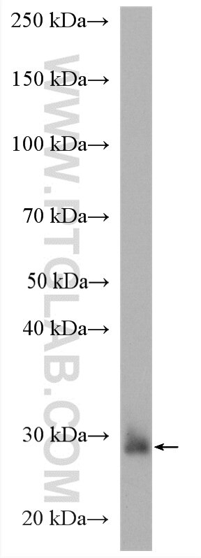 Western Blot (WB) analysis of U-251 cells using Willin Polyclonal antibody (21039-1-AP)