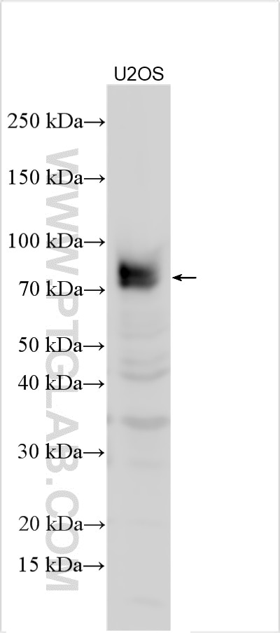 Western Blot (WB) analysis of various lysates using Willin Polyclonal antibody (21039-1-AP)