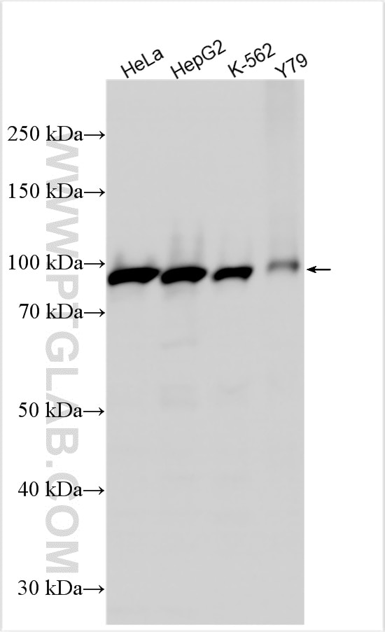 Western Blot (WB) analysis of various lysates using XAB2 Polyclonal antibody (10637-1-AP)