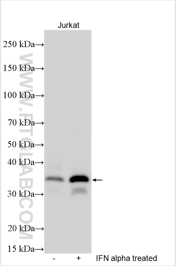 Western Blot (WB) analysis of various lysates using XAF1 Polyclonal antibody (27057-1-AP)