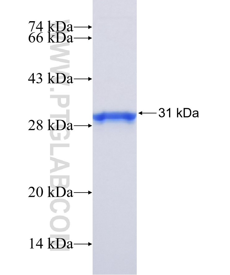 XAF1 fusion protein Ag25843 SDS-PAGE