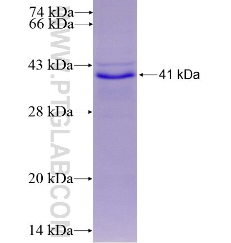 XAF1 fusion protein Ag12083 SDS-PAGE