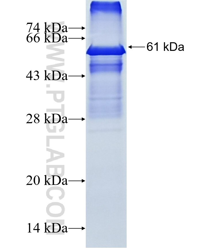 XAF1 fusion protein Ag12110 SDS-PAGE