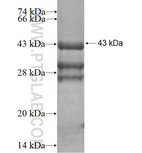 XAGE1A fusion protein Ag2696 SDS-PAGE