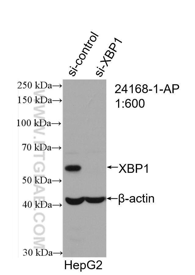 Western Blot (WB) analysis of HepG2 cells using XBP1S/XBP1U Polyclonal antibody (24168-1-AP)