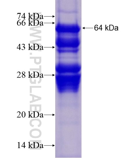 XBP1 fusion protein Ag21703 SDS-PAGE