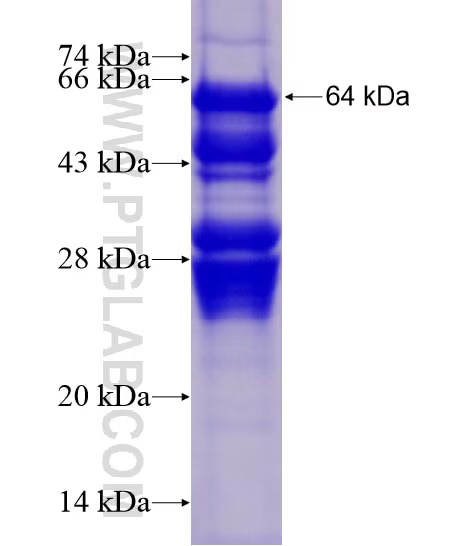 XBP1 fusion protein Ag21703 SDS-PAGE