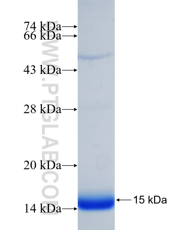 XBP1 fusion protein Ag21714 SDS-PAGE