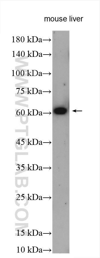 Western Blot (WB) analysis of mouse liver tissue using XBP1S-specific Polyclonal antibody (24868-1-AP)
