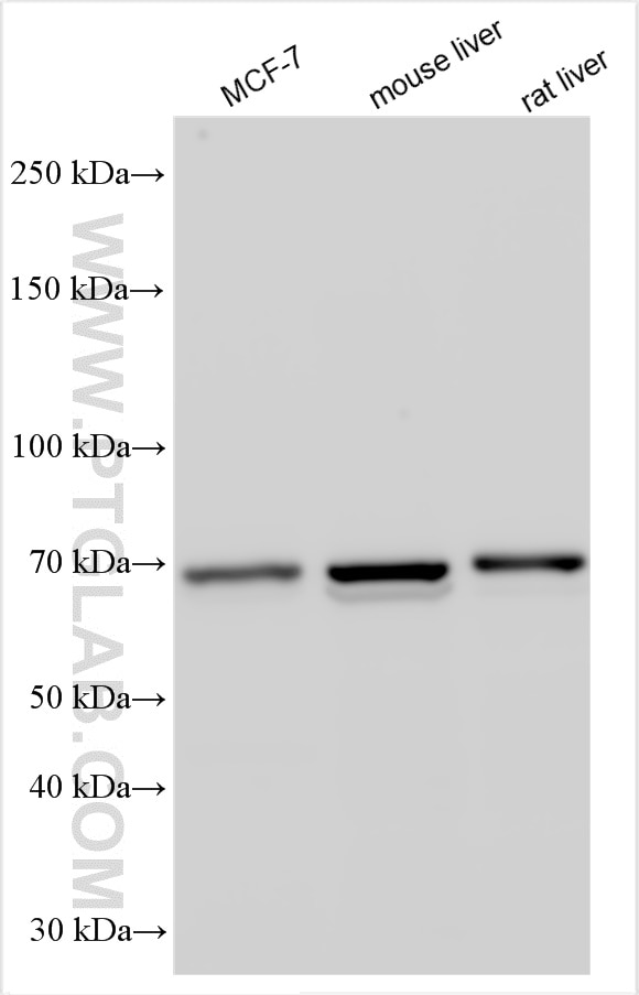 WB analysis using 24868-1-AP