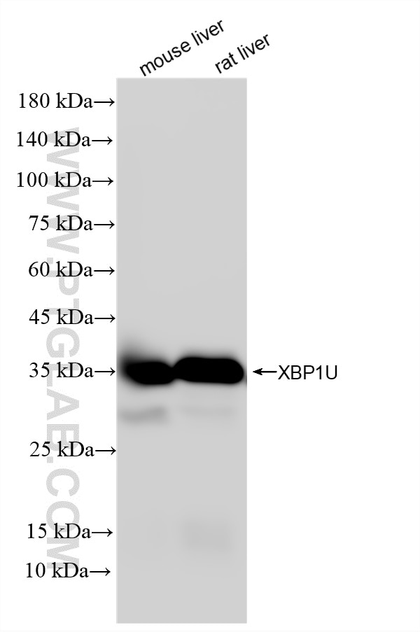 WB analysis using 87794-1-RR (same clone as 87794-1-PBS) Western Blot (WB) analysis of various lysates using XBP1U specific Recombinant monoclonal antibody (87794-1-RR)