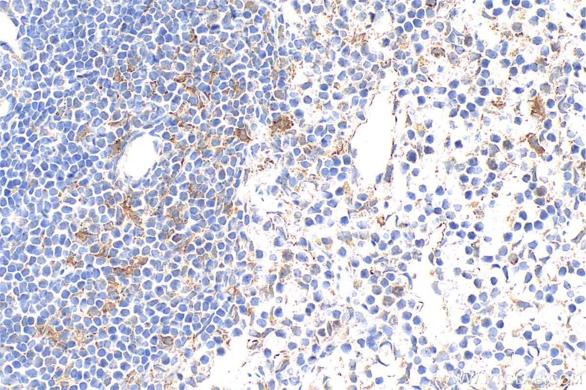 Immunohistochemical analysis of paraffin-embedded mouse spleen tissue slide using 33408-1-AP (XCL1 antibody) at dilution of 1:400 (under 40x lens). Heat mediated antigen retrieval with Tris-EDTA buffer (pH 9.0). Immunohistochemistry (IHC) staining of mouse spleen tissue using XCL1 Polyclonal antibody (33408-1-AP)