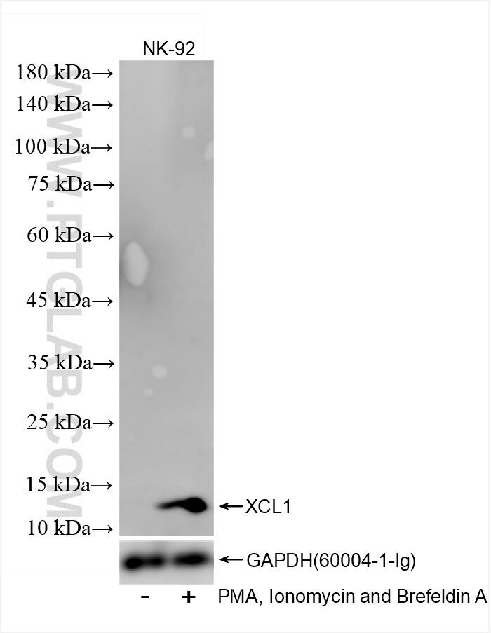 Western Blot (WB) analysis of NK-92 cells using XCL1 Recombinant antibody (86437-1-RR)